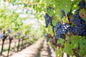 druvor på vingård